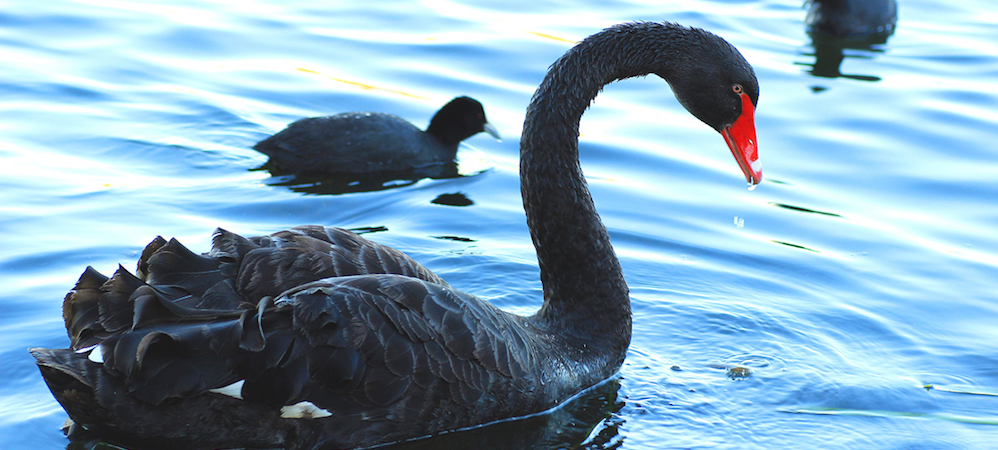 Schwarze Schwäne oder Black Swans in der FInanzmarktforschung